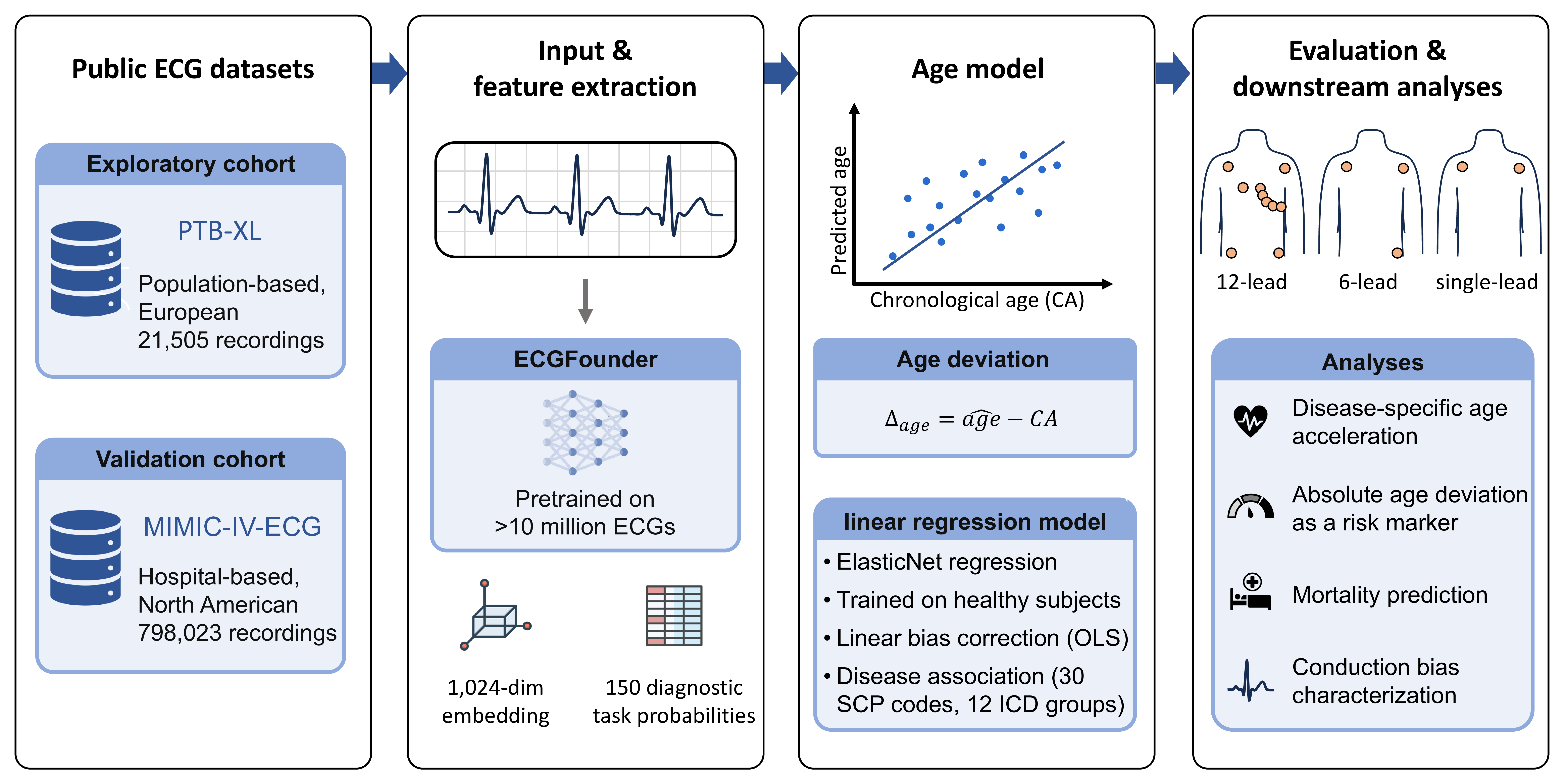 ECG-Age pipeline: PhysioNet datasets (PTB-XL, MIMIC-IV) feed an ECGFounder feature-extraction stage producing a 1,024-dim embedding and 150 task probabilities, an ElasticNet age model with bias correction and disease association, and an analysis stage covering age acceleration, age deviation, mortality risk and conduction bias — tested across 12-lead clinical, 6-lead Kardia, and 1-lead wearable ECGs.